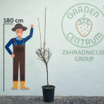 Bršlen krídlatý (Euonymus Alatus) - výška 140-180 cm, kont. C7L - NA KMIENKU